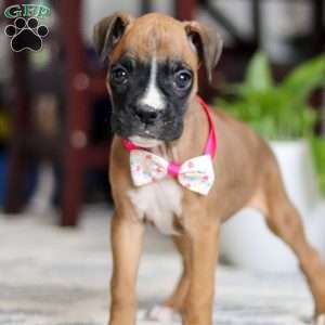 Denali, Boxer Puppy